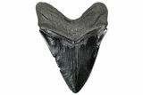 Serrated, Fossil Megalodon Tooth - South Carolina #307433-2